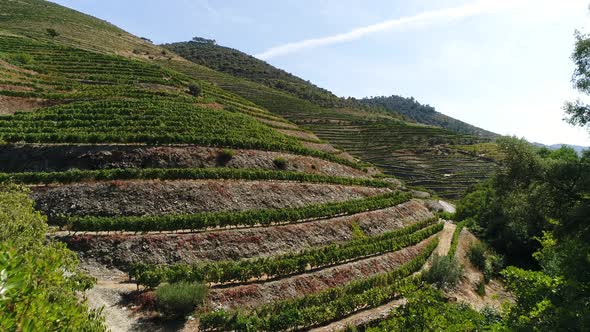 Famous Vineyards Douro Valley Porto Wine Region Portugal
