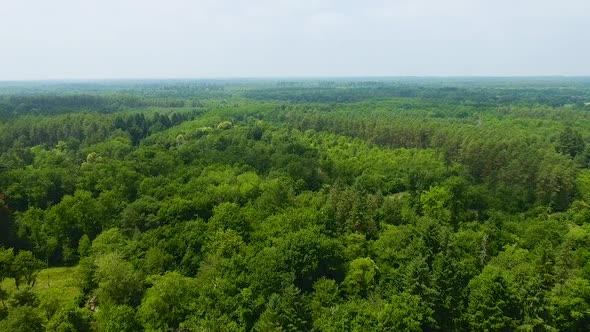 Aerial Forest