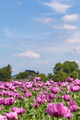 Poppy Flowers on a Sunny Summer Day - PhotoDune Item for Sale