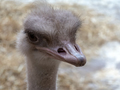 Ostrich close-up in the looks cautiously around - PhotoDune Item for Sale