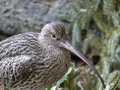 Long-billed Curlew shorebird of the family Scolopacidae - PhotoDune Item for Sale