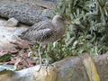 Long-billed Curlew shorebird of the family Scolopacidae - PhotoDune Item for Sale