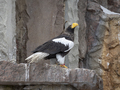 Bald Headed Eagle, close up shot with blurred background - PhotoDune Item for Sale