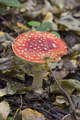 fly agaric, mushroom - PhotoDune Item for Sale