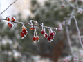 Branches of red bright rowan covered with first snow - PhotoDune Item for Sale