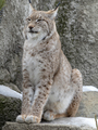 Lynx looks with predatory eyes from the shelter - PhotoDune Item for Sale