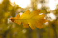 Oak leaf - PhotoDune Item for Sale