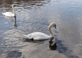 White swan neck with beautiful floats on the lake - PhotoDune Item for Sale
