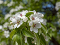 Apple blossoms in spring on white background - PhotoDune Item for Sale