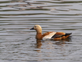 Mandarin duck in nature in a wild reserve - PhotoDune Item for Sale