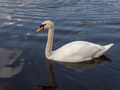 White swan neck with beautiful floats on the lake - PhotoDune Item for Sale