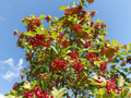 Branch of red viburnum in the garden - PhotoDune Item for Sale