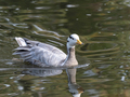 Grey ducks Gadwalls ANAS strepera Lake in Russia - PhotoDune Item for Sale