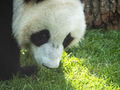 Panda goes on a background of green grass - PhotoDune Item for Sale