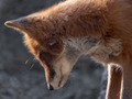 Golden jackal in nature tracks down prey, portrait - PhotoDune Item for Sale