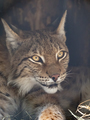 Lynx looks with predatory eyes from the shelter - PhotoDune Item for Sale