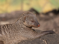 Banded mongoose (mungos mungo) resting in the sun - PhotoDune Item for Sale