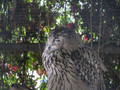 Eagle owl sitting and looking on the background of tree leaves - PhotoDune Item for Sale