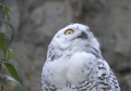Snowy owl Bubo scandiacus or Nyctea scandiaca sitting on a stick - PhotoDune Item for Sale