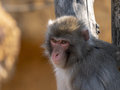 Portrait of a japanese macaque snow monkey - PhotoDune Item for Sale