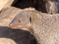 Banded mongoose (mungos mungo) resting in the sun - PhotoDune Item for Sale