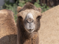 Portrait of a graceful two-humped camel resting in the shade - PhotoDune Item for Sale