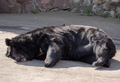 Himalayan bear or Ussuri black bear Ursus thibetanus - PhotoDune Item for Sale