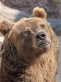 Brown bear Ursus arctos portrait on the hunt - PhotoDune Item for Sale