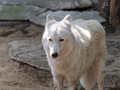 Grey Wolf Canis lupus Portrait - captive animal - PhotoDune Item for Sale