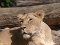 Portrait lioness basking in the warm sun after dinner - PhotoDune Item for Sale