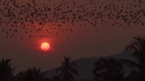 Thousands of bats fly above a lush jungle forest, silhouetted by the bright orange glowing setting s