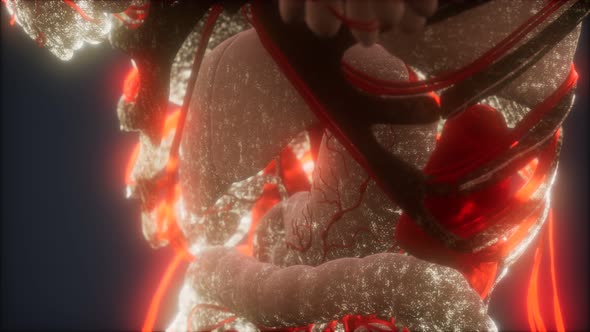 3d Rendered Medically Accurate Animation of Heart and Blood Vessels
