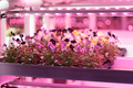 Seedlings of pansies growing in hothouse under purple LED light. Hydroponic indoor salad factory - PhotoDune Item for Sale