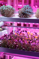 Seedlings of nasturtium and pansies growing in hothouse under purple LED light. Hydroponic indoor - PhotoDune Item for Sale