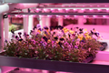 Seedlings of pansies growing in hothouse under purple LED light. Hydroponic indoor salad factory - PhotoDune Item for Sale