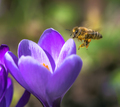 Bee flying to a purple crocus flower blossom - PhotoDune Item for Sale