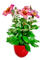 Isolated potted dahlia flower - PhotoDune Item for Sale