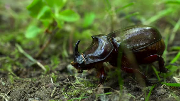 The Red Book Rhinoceros Beetle Sits in the Grass