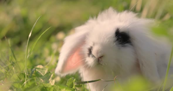 Dwarf Angora Rabbit in the Green Grass