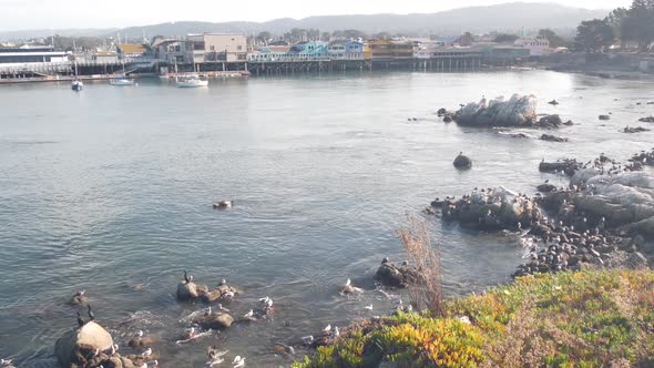 Sea Lion Spotted Harbor Seal Seagull Birds