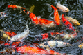 Many colorful fish swimming in a pond - PhotoDune Item for Sale