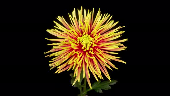 Beautiful Red - Yellow Chrysanthemum Flower Opening