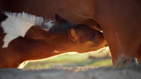 Cropped Picture in Slow Motion of Small Foal Drinking Milk From His Mother Horse Mare Feeding Her
