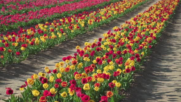 Colorful Tulips Cast Shadows on Narrow Aisles on Plantation