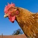 This Chicken