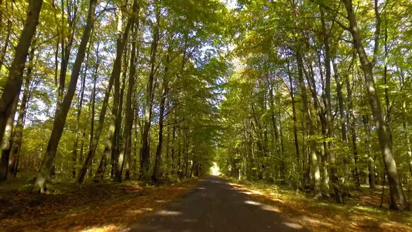 Driving on asphalt road through autumn forest in sunny day