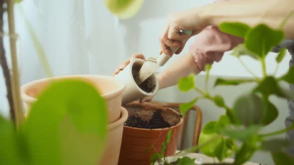 Crop woman preparing to transplant succulent