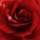 Rose Rotate - VideoHive Item for Sale