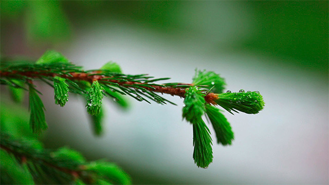 Wet spruce twig 2