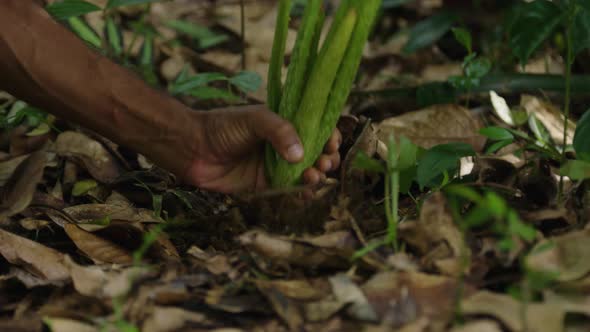 Picking Up Aloe Vera Plant